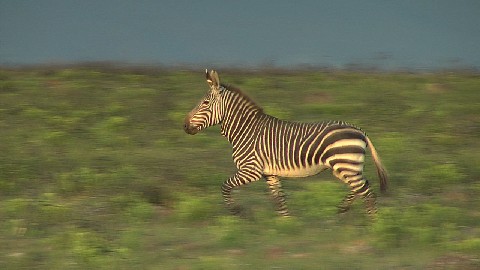 Bontebok National Park, Swellendam